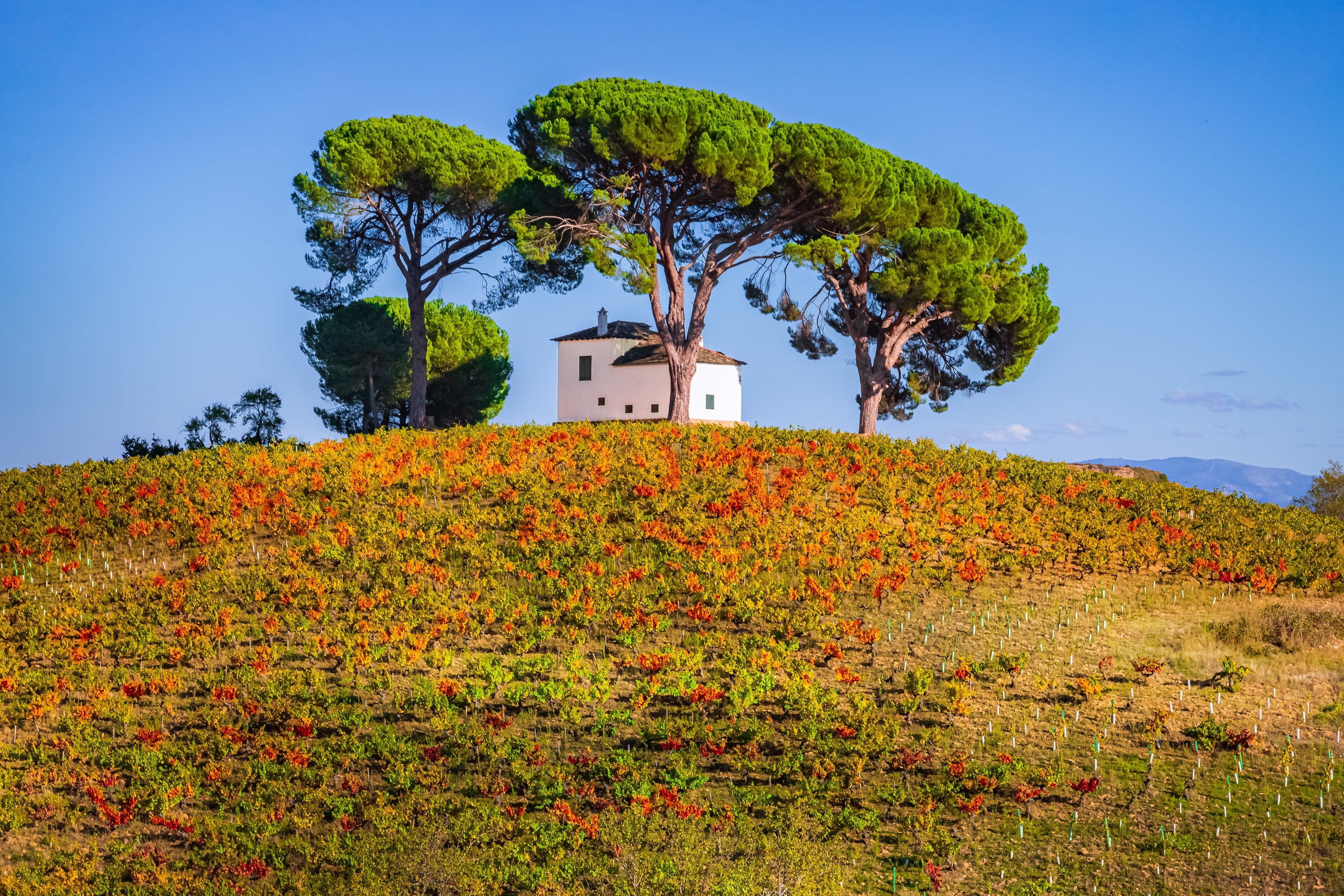 Bierzo