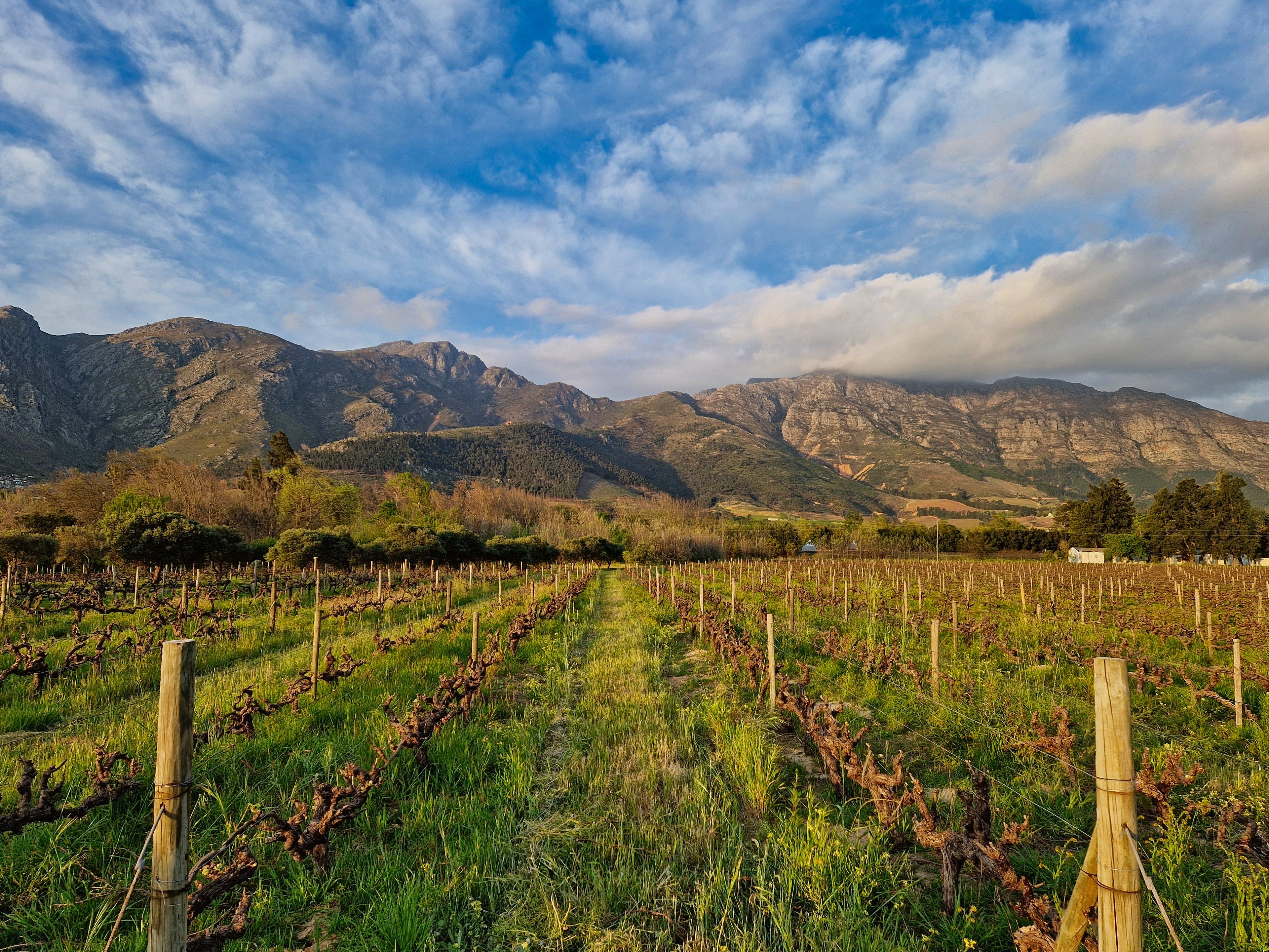 Stellenbosch