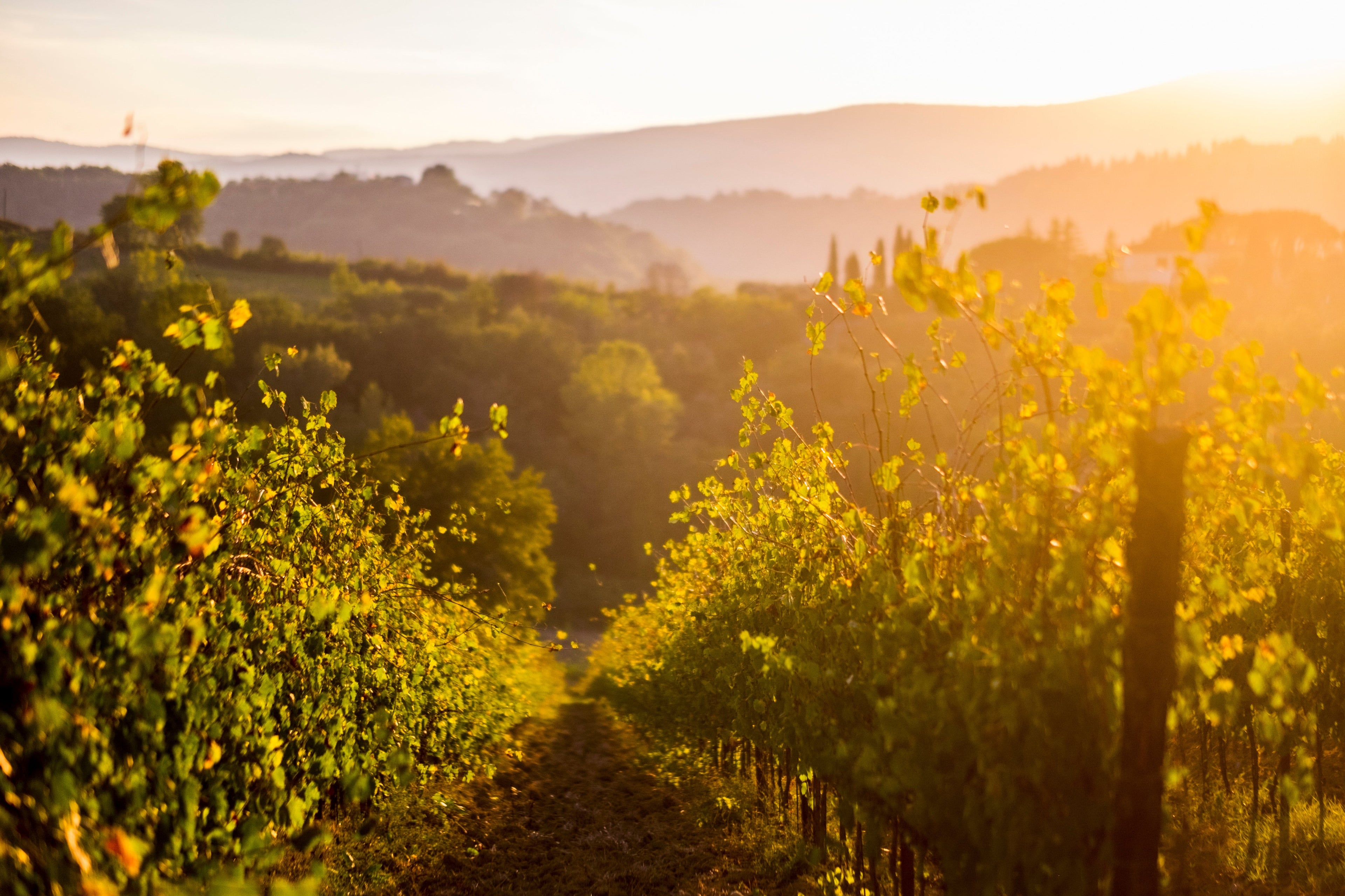 Wijnen uit Toscane