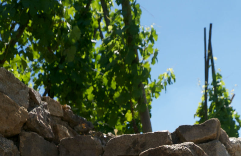 Domaine Rémi Niero
