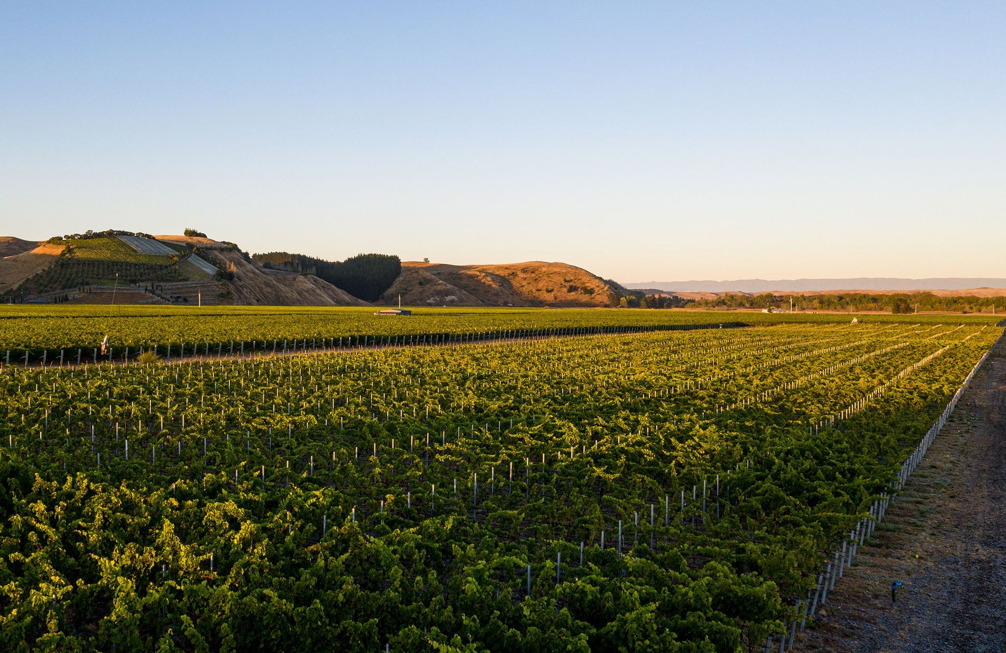 Uitzicht op Omahu Vineyard
