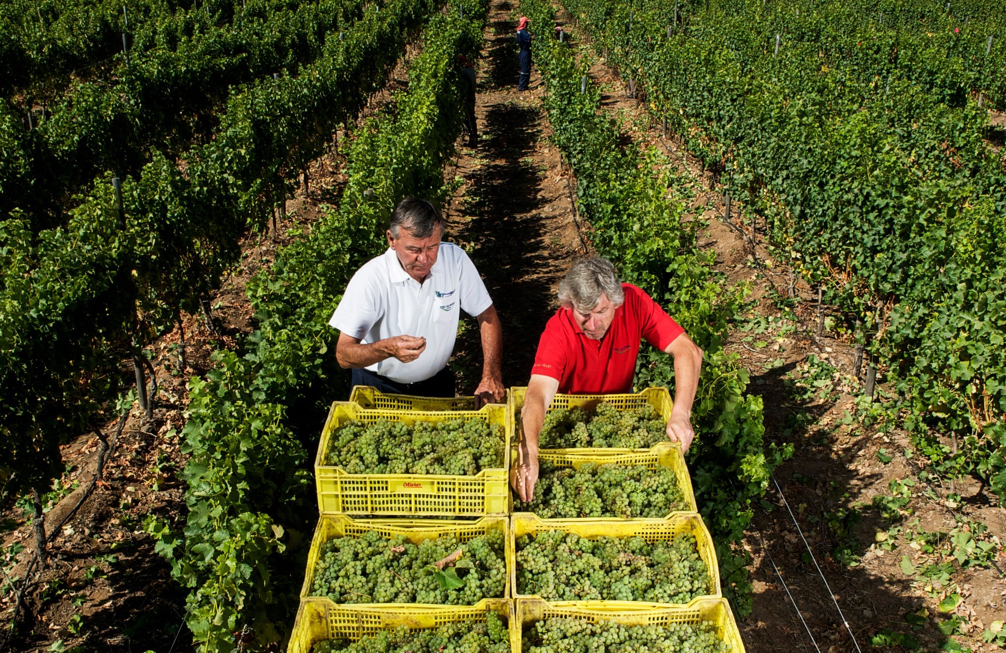 Eigenaren en wijnmakers Aldo Olivier en Giorgio Flessati