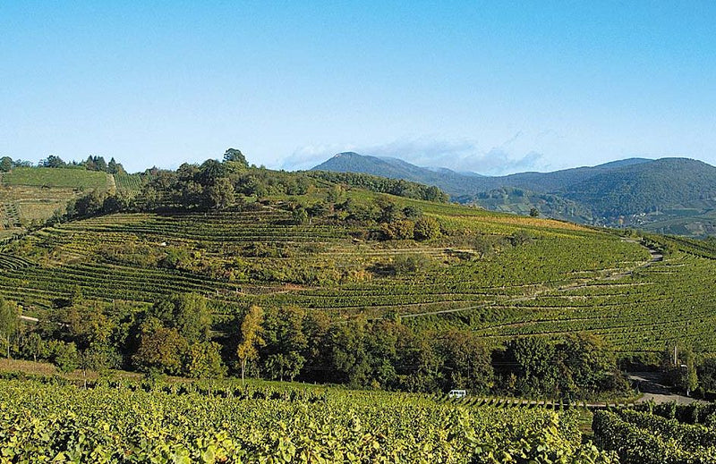 Weingut Dr. Wehrheim
